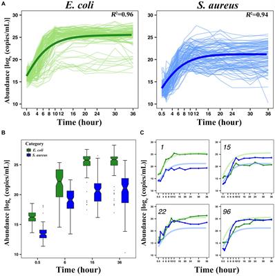 Competition-cooperation mechanism between Escherichia coli and Staphylococcus aureus based on systems mapping